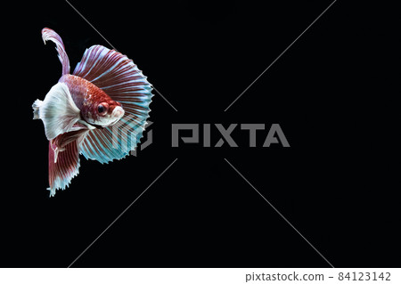 Betta splendens BIG EAR Betta splendens BIG EAR 84123142