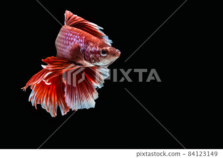 Betta splendens half moon Red Betta splendens half moon Red 84123149