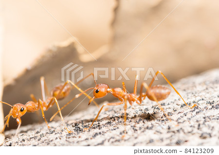 macro red ant macro red ant 84123209