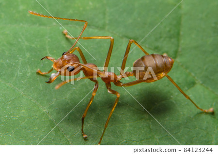 Close-up photo of ants on leaves Close-up photo of ants on leaves 84123244