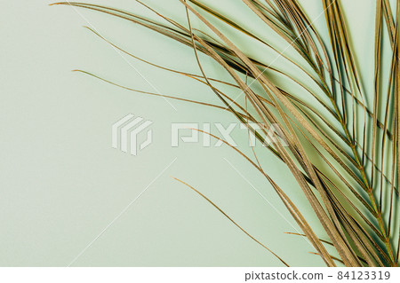 Dry palm branch with yellowed leaves 84123319
