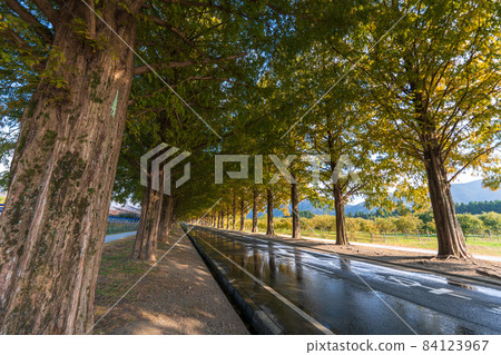 Metasequoia Namiki Makino Town in Shiga Metasequoia Namiki Makino Town in Shiga 84123967
