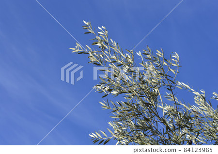 Common olive 84123985