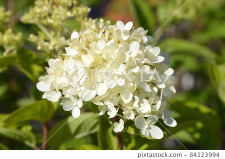 Paniculate hydrangea Little Lime Paniculate hydrangea Little Lime 84123994