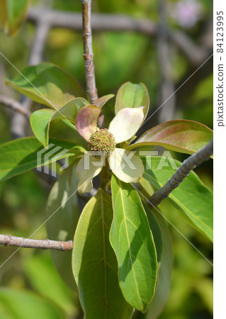 Himalayan evergreen dogwood Himalayan evergreen dogwood 84123995