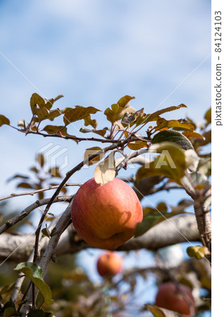 Nagano apple Nagano apple 84124103
