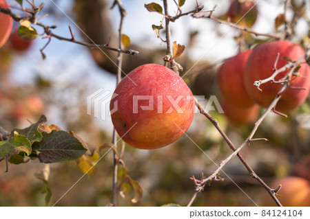 Nagano apple Nagano apple 84124104