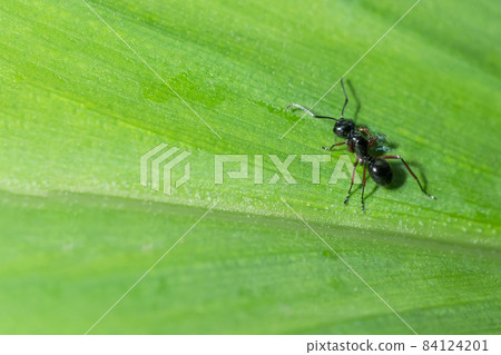 macro red ant macro red ant 84124201