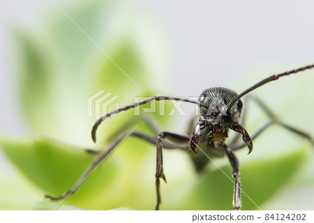 Close up photos of black ants on leaf 84124202