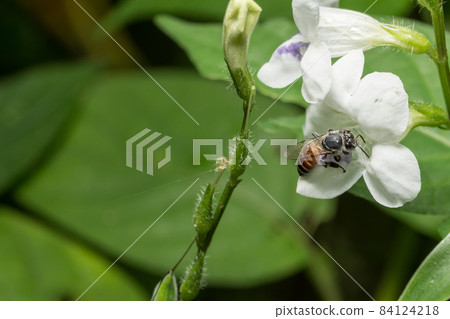 Bees are eating water from pollen. Bees are eating water from pollen. 84124218