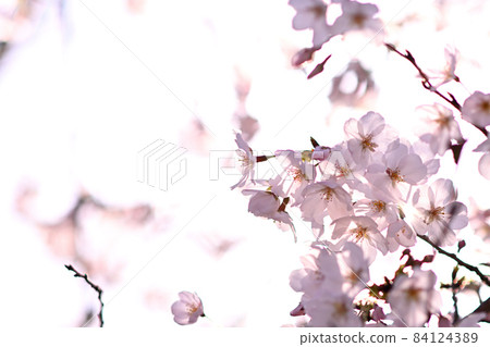 Cherry petals Cherry petals 84124389