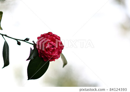 一朵花 一朵花 84124393