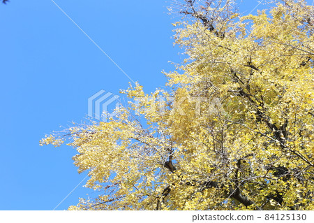 在藍天的黃色葉子 在藍天的黃色葉子 84125130
