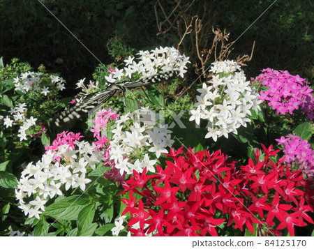 燕尾蝶棲息在一朵五角花上 84125170