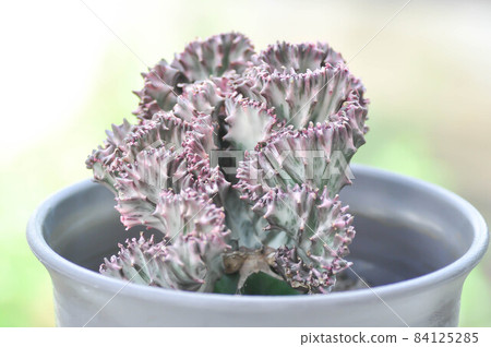 Cristata, Euphorbia lactea or Euphorbia lactea Haw 84125285