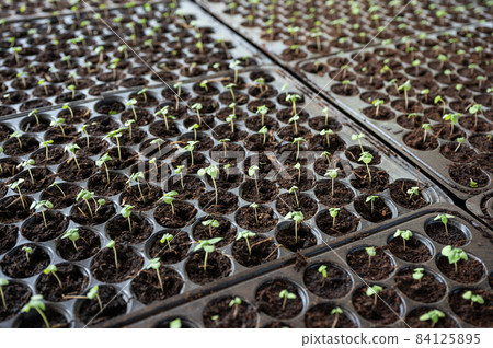 Planting young vegetable plant seedling in nursery tray 84125895