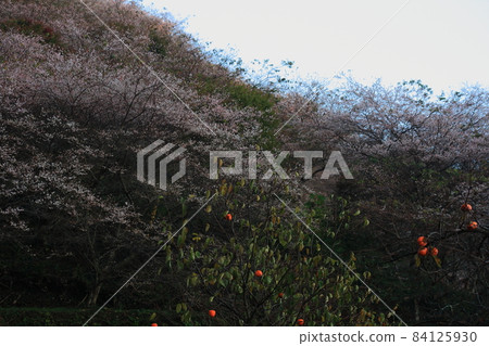 四季櫻花和柿子 四季櫻花和柿子 84125930