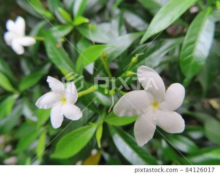 White jasmine flowers blooming on the street corner of Taipei in autumn 1 White jasmine flowers blooming on the street corner of Taipei in autumn 1 84126017