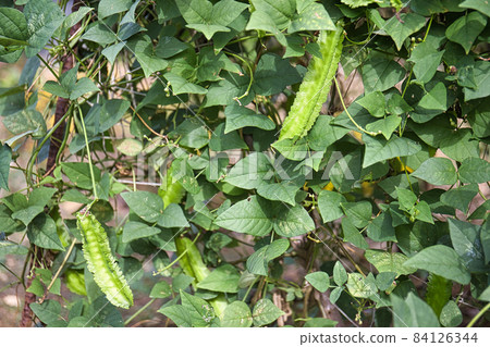 Winged beans (square beans) 84126344