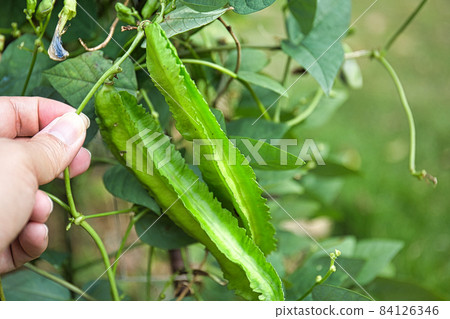 Winged beans (square beans) 84126346