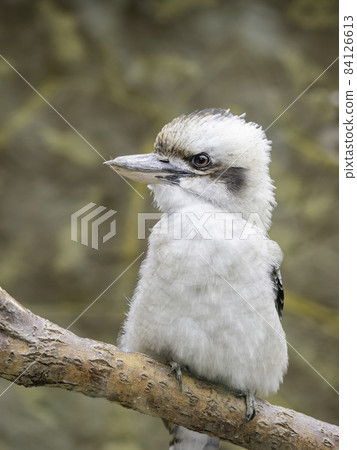 Full-length portrait of Kookaburra or Dacelo gigas. Terrestrial tree kingfisher on brown natural background. Full-length portrait of Kookaburra or Dacelo gigas. Terrestrial tree kingfisher on brown natural background. 84126613