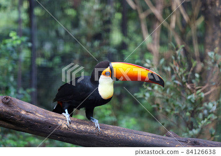 The toco toucan bird on the wood tree in forest 84126638