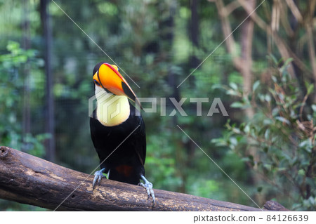 The toco toucan bird on the wood tree in forest 84126639