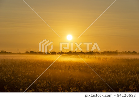Ashihara shining in the morning sun of Watarase Retarding Pond 84126658