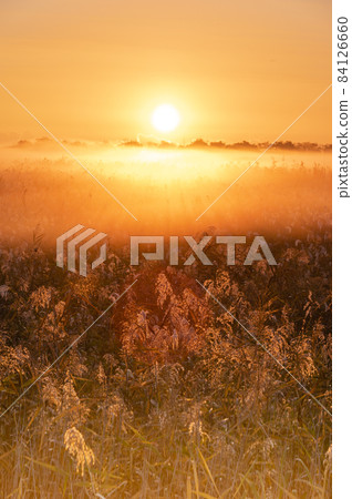 Ashihara shining in the morning sun of Watarase Retarding Pond 84126660