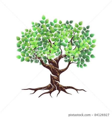 olive tree vector illustration 84126927