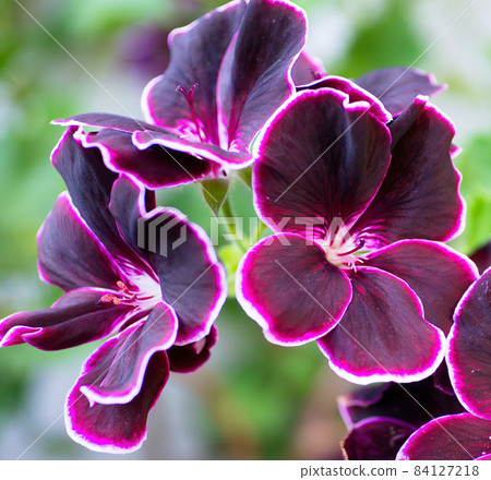 Beautiful dark purple flowers with a white edge on a green background Beautiful dark purple flowers with a white edge on a green background 84127218