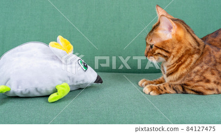 A big toy mouse and a pet cat look at each other A big toy mouse and a pet cat look at each other 84127475