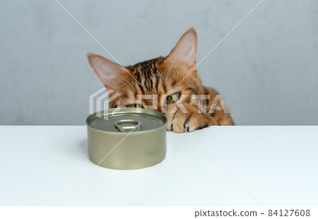 Bengal cat tries to steal wet food from the table 84127608