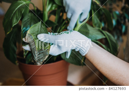 Houseplants diseases. Indoor plants Diseases Disorders Identification and Treatment, Houseplants sun burn. Female hands cutting Damaged Leaves from potted Spathiphyllum Sensation houseplant. 84127693