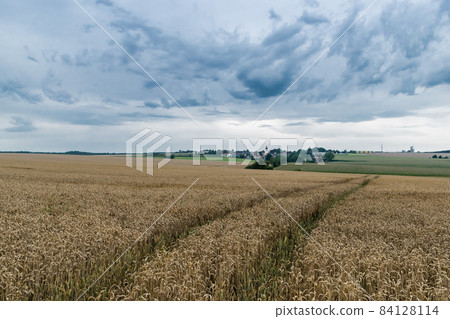 Yellow corn fields with tractor trails at the German countryside Yellow corn fields with tractor trails at the German countryside 84128114