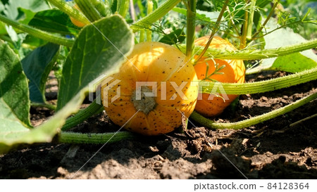 Growing pumpkins in the garden in the garden. Orange pumpkins growing in the garden. Autumn october 84128364