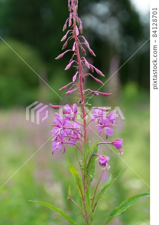 Purple blooming lupine flower Purple blooming lupine flower 84128701