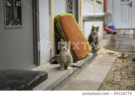 Gray, multi-colored tiger-colored kittens play in the yard. They look closely at the photographer. Portrait of a wild cat. Homeless cats on the streets of Tbilisi. Gray, multi-colored tiger-colored kittens play in the yard. They look closely at the photographer. Portrait of a wild cat. Homeless cats on the streets of Tbilisi. 84128774