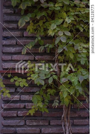 Red background of old vintage brick wall texture. Close-up view of a stone brick wall with grapes curling on the wall. Red and green leaves of grapes, ivy. Vertical photography. Red background of old vintage brick wall texture. Close-up view of a stone brick wall with grapes curling on the wall. Red and green leaves of grapes, ivy. Vertical photography. 84128775