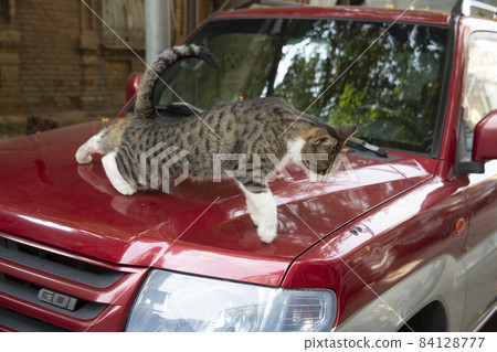 A funny cat with a white chest and paws and a gray spotted back is walking along the hood of a red car. Portrait of a wild cat. Homeless cats on the streets of Tbilisi. 84128777