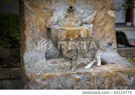 Funny gray brindle cat on the background of an old marble red drinking fountain. Portrait of a wild cat. Homeless cats on the streets of Tbilisi. The cat is moving 84128778