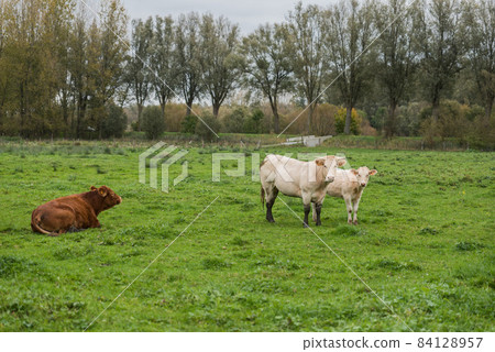 View over trees and grazing catlle in the meadows at the Belgian countryside View over trees and grazing catlle in the meadows at the Belgian countryside 84128957