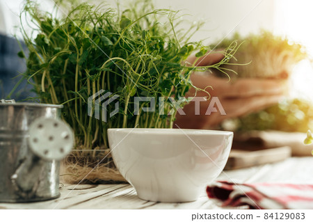 Male hands holding microgreen leaves above white wooden table Male hands holding microgreen leaves above white wooden table 84129083