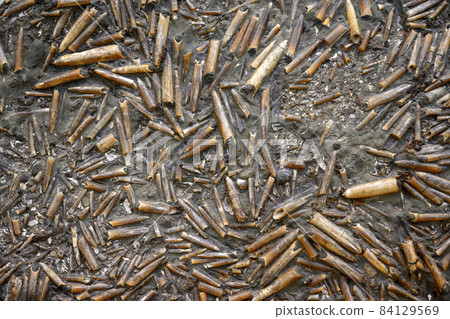 Belemnites fossil in ground, extinct animals that lived in Jurassic and Triassic seas 84129569