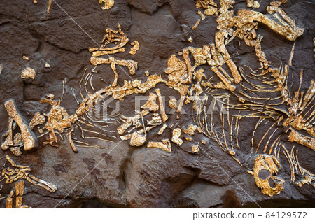 Dinosaur fossil in stone, bones of prehistoric extinct animal Dinosaur fossil in stone, bones of prehistoric extinct animal 84129572