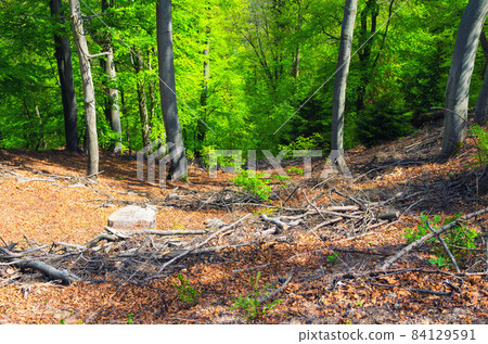 Beech trees with green leaves on branches in Slavkov thick dense foliage forest wood near Karlovy Vary 84129591
