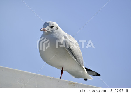 獨腳海鷗、黑頭鷗 獨腳海鷗、黑頭鷗 84129746