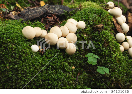 Group of edible lycoperdon mushrooms known as puffball grows on a tree stump in the forest 84131086