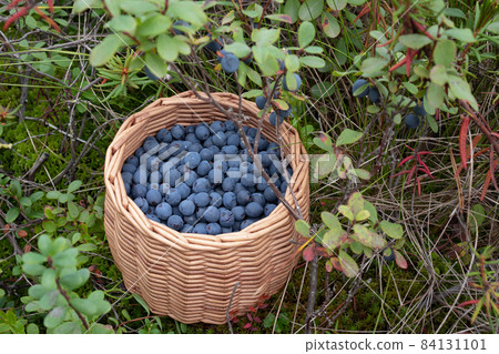 Ripe blueberries in a wicker basket in a summer forest 84131101
