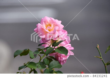 Roses 84131241